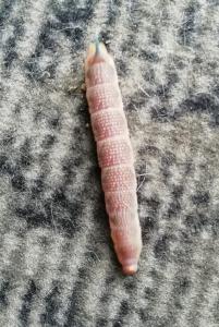 Pat 01 Lindepijlstaart